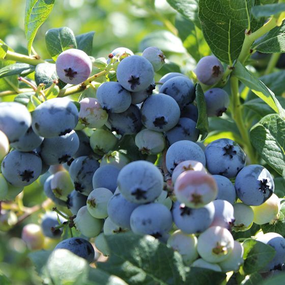 Photo of Southern Highbush Blueberry Plant Collection