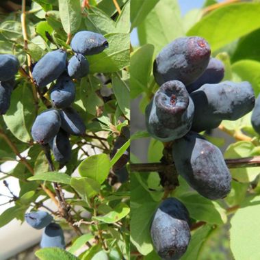 Photo of Northern Lights Honeyberry Plant Collection