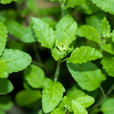 View full size image Photo of Holy - Tulsi Certified Organic Basil