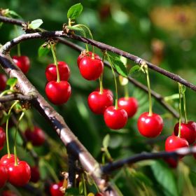 Photo of Evans Bali Sour Cherry Tree