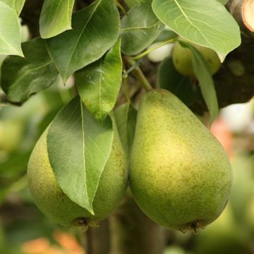 Photo of Luscious Pear Tree