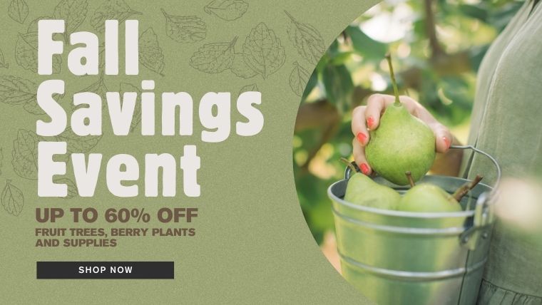 Shop the Fall Savings Event >