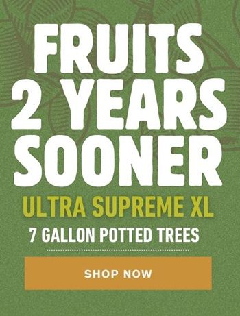 Get fruit 2 years sooner with the largest and most robust trees we’ve ever offered!