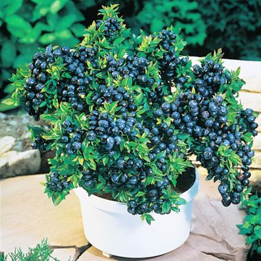 Photo of Top Hat Blueberry Plant