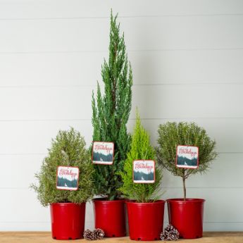 Tabletop Holiday Trees