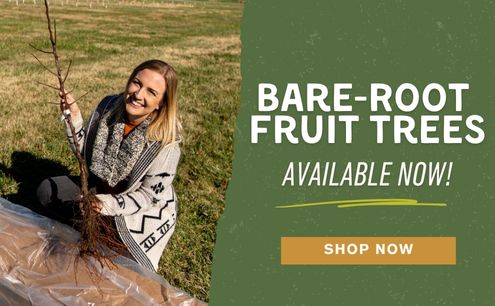 Shop bare-root for fall!