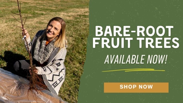 Shop bare-root for fall!