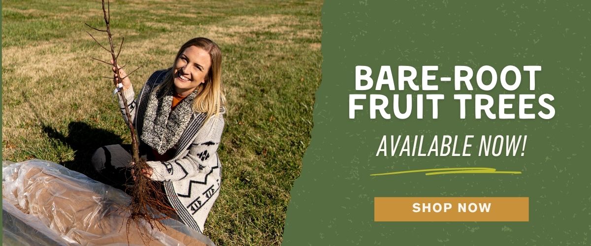 Shop bare-root for fall!