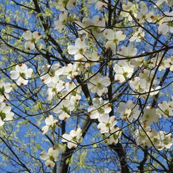 Dogwood Trees & Shrubs