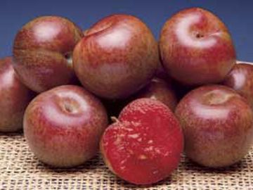 Flavor Supreme Pluot® - Apricot Trees - Stark Bro's