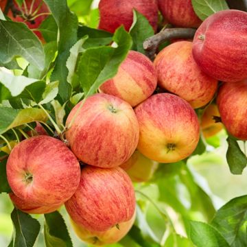 Striped red apples on tree