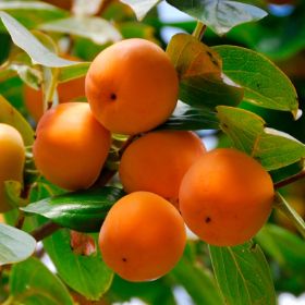 orange persimmons on tree