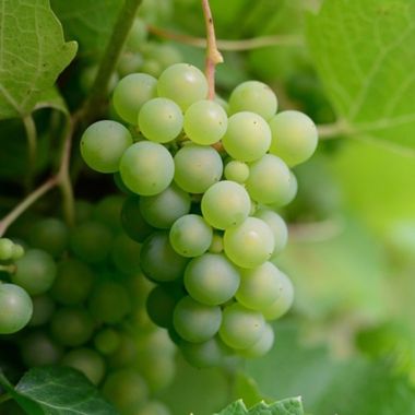 Green Grapes on Vine