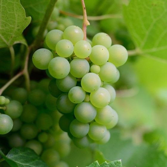 Green Grapes on Vine