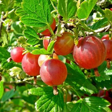 red gooseberry on plant