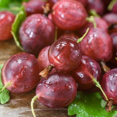 red gooseberries on counter