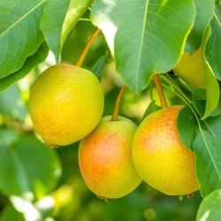 Asian pears on tree