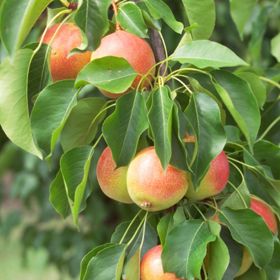 multiple pears on trees