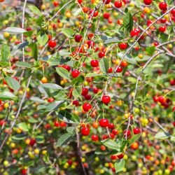 Photo of Best-Selling Bare-Root Cherry Trees Pack