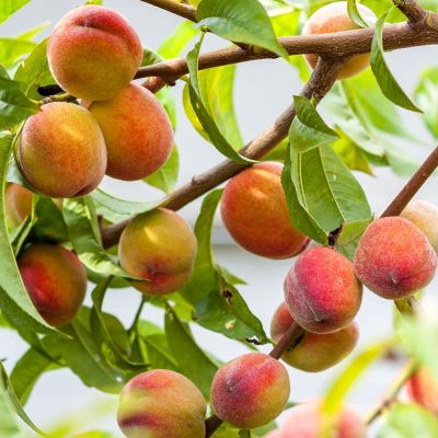 Photo of Best-Selling Bare-Root Peach Trees Pack