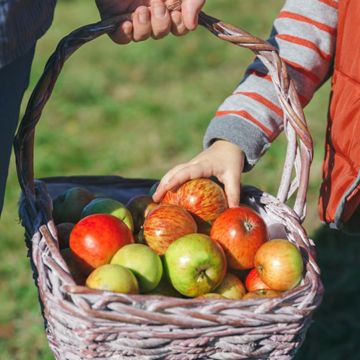 Photo of Best-Selling Bare-Root Apple Trees Pack