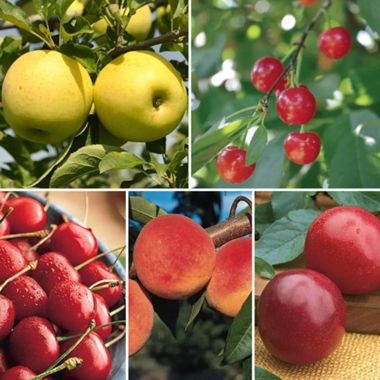 Photo of Best-Selling Bare-Root Fruit Tree Pack