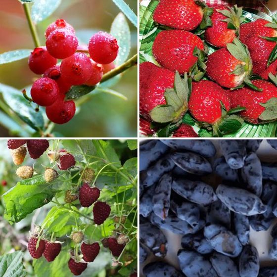 Photo of Berry Good Potted Berry Assortment