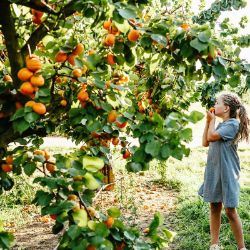 Photo of Best-Selling Bare-Root Apricot Trees Pack