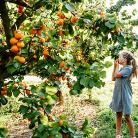 Photo of Best-Selling Bare-Root Apricot Trees Pack