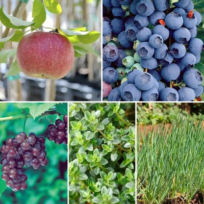 View full size image Photo of Mini Permaculture Planting