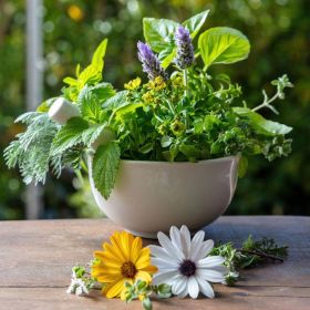 Photo of Intermediate Apothecary Organic Herb Kit