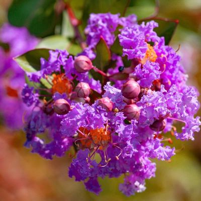 Photo of Catawba Crape Myrtle Tree