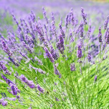View full size image Photo of Hidcote Certified Organic Lavender