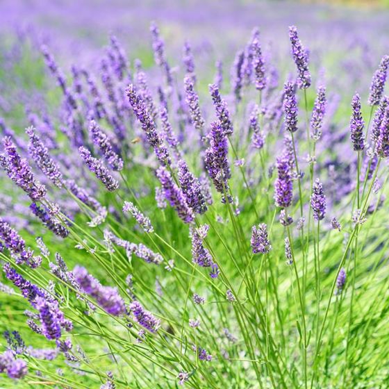 View full size image Photo of Hidcote Certified Organic Lavender