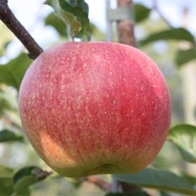 View full size image Photo of Paradise Sparkling™ Apple Tree