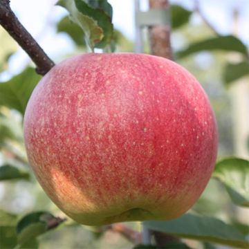 View full size image Photo of Paradise Sparkling™ Apple Tree