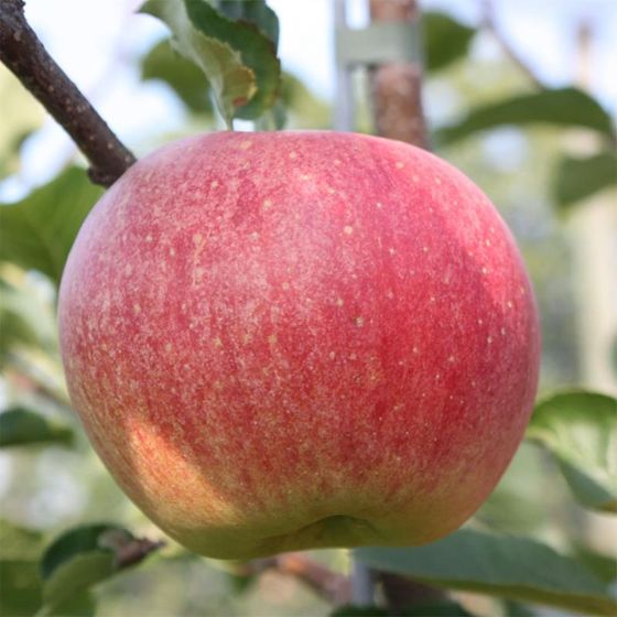 View full size image Photo of Paradise Sparkling™ Apple Tree