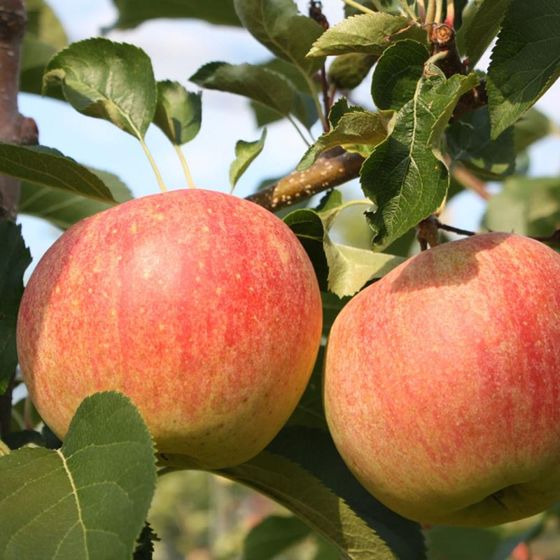 View full size image Photo of Paradise Sparkling™ Apple Tree
