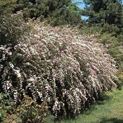 View full size image Photo of Tri-Color Spirea Plant