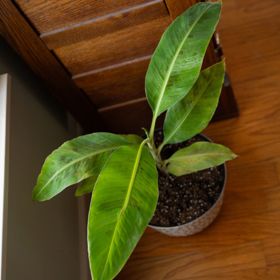 View full size image Photo of Dwarf Cavendish Banana Plant