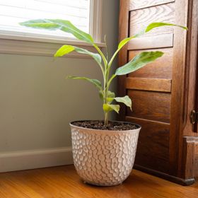 View full size image Photo of Dwarf Cavendish Banana Plant