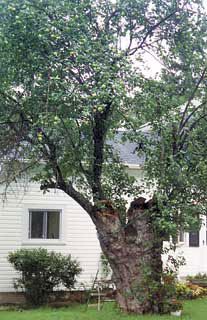 View full size image Photo of Johnny Appleseed Tree Tree