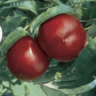 View full size image Photo of Mericrest Nectarine Tree