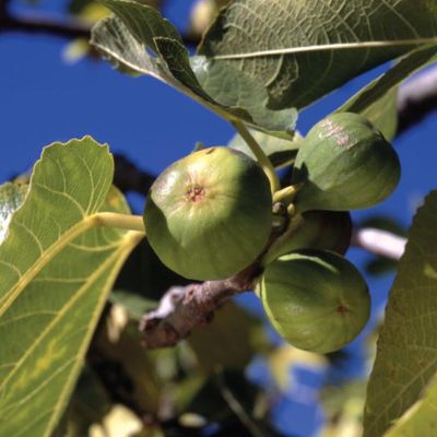 View full size image Photo of Kadota Fig Tree