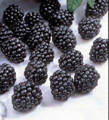 Blackberry - 'Thornless Black Satin' – Al's Garden & Home