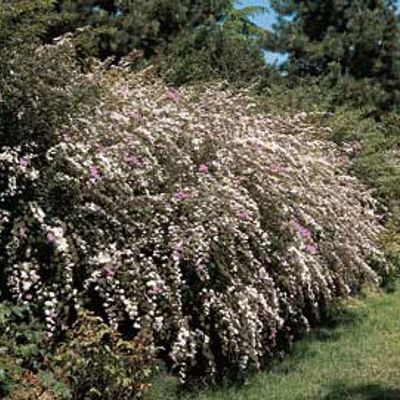 View full size image Photo of Mixed Spirea Plant