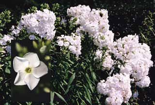 David Tall Garden Phlox Plant - Stark Bro’s