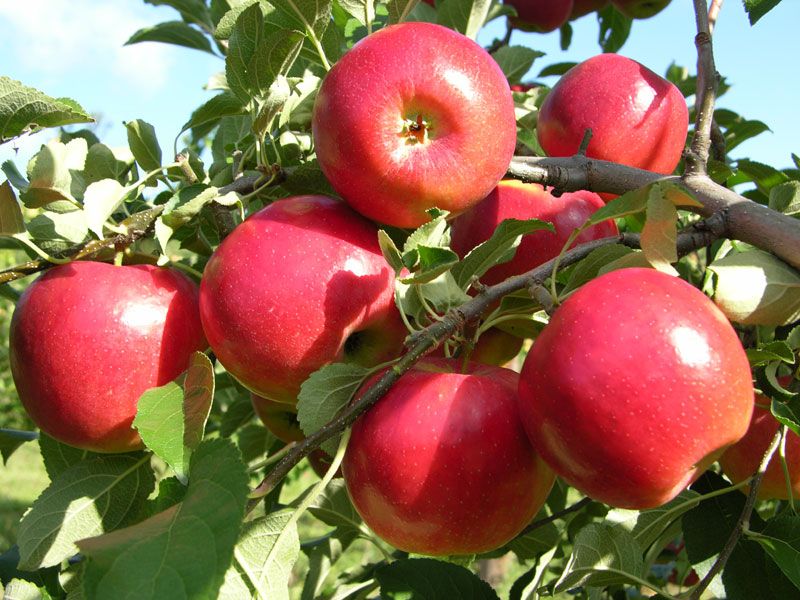 Dwarf Honeycrisp Apple Tree Bare Root, Organic Flavor Tastes Sweet Fresh
