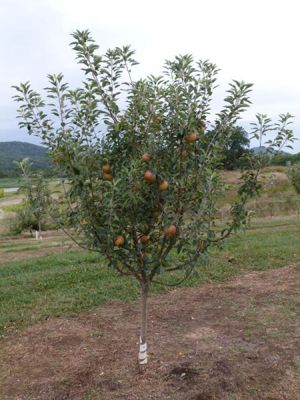 View full size image Photo of Ben Davis Apple Tree