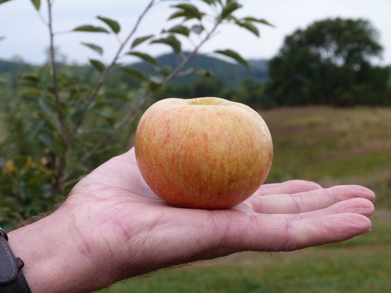 Blue Apple: a produce saver! - Good Box Organics